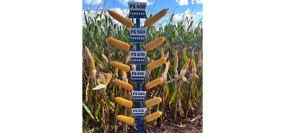 Itanhangá: Forseed realiza o primeiro dia de campo para demonstrar seus Híbridos de Milho