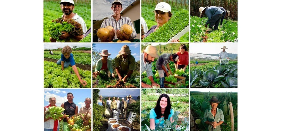 O papel social da indústria de alimentos na inclusão de pequenos produtores