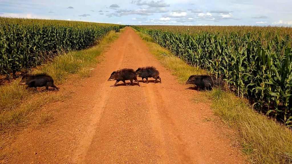 Projeto que autoriza caça esportiva em MT tem objetivo do controlar invasões de porcos selvagens em lavouras