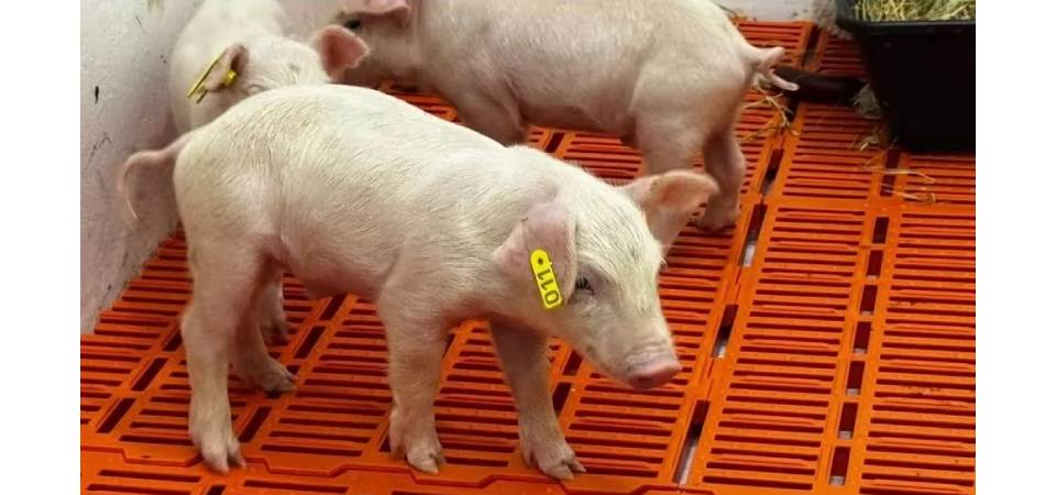Primeiro clone suíno é marco histórico do agro brasileiro