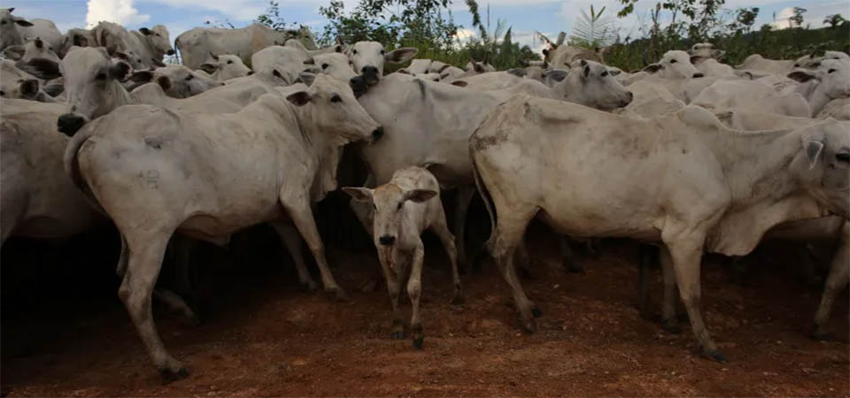 Mal de vaca louca no Brasil é atípico, confirma laboratório de referência no Canadá