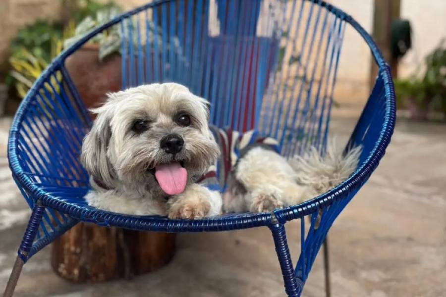 MT está entre os 3 estados do país com mais cachorros nos lares