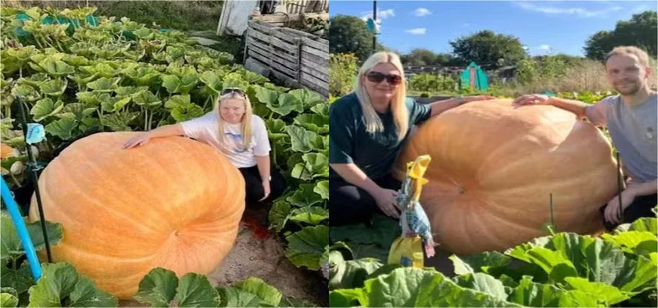 Casal cultiva abóbora gigante de quase 400 kg, mais pesada que ‘três elefantes filhotes’