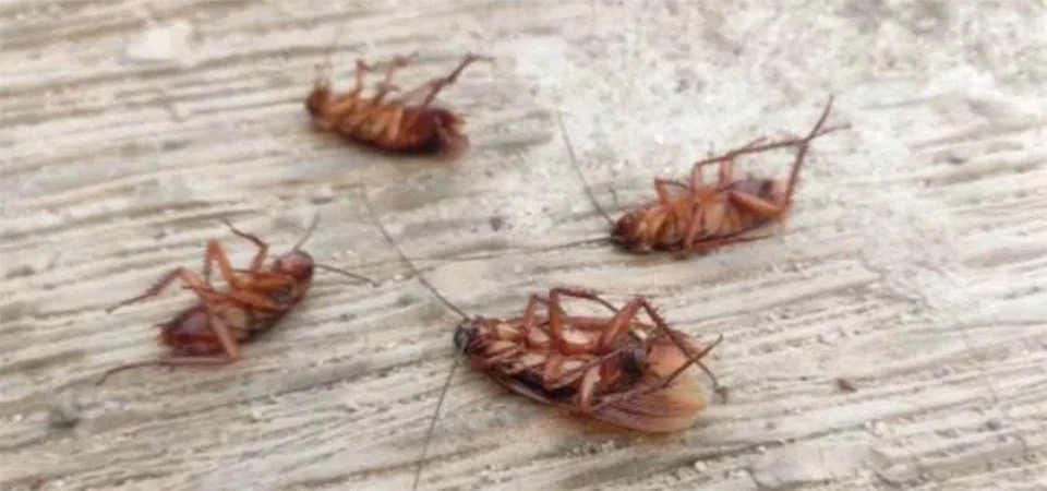 Inseticida é inútil contra baratas, ácido bórico é melhor