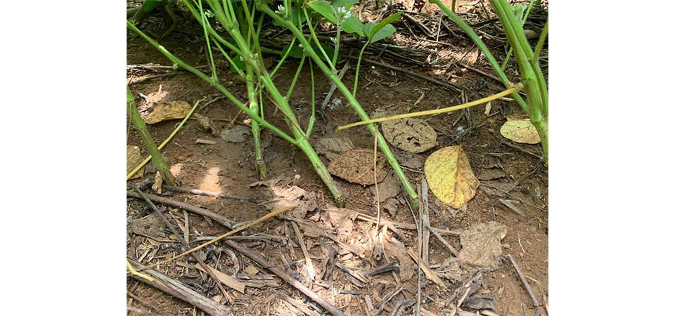 Pesquisa sobre anomalia das vagens e quebramento das hastes revela novas informações