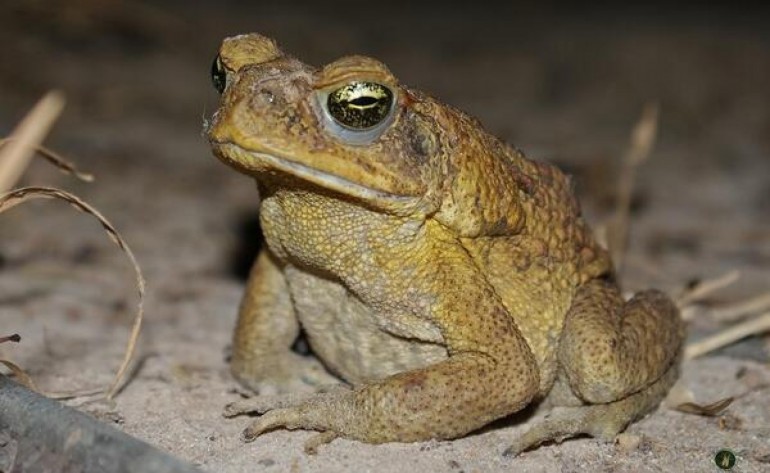 Cientistas de MT descobrem que veneno de sapo contém composto contra malária e câncer