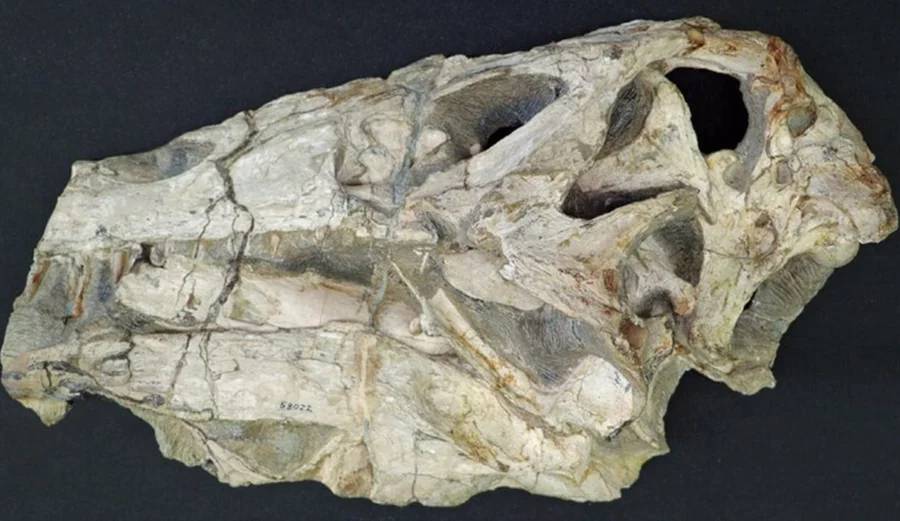 Alemanha vai devolver ao Brasil fóssil de dinossauro após 35 anos
