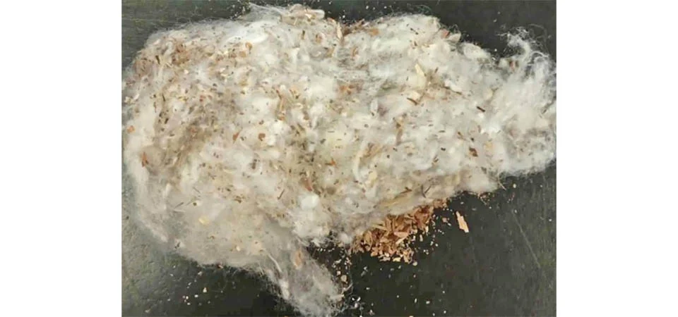 Contaminação por seed coat ameaça algodão brasileiro e exige atenção dos produtores