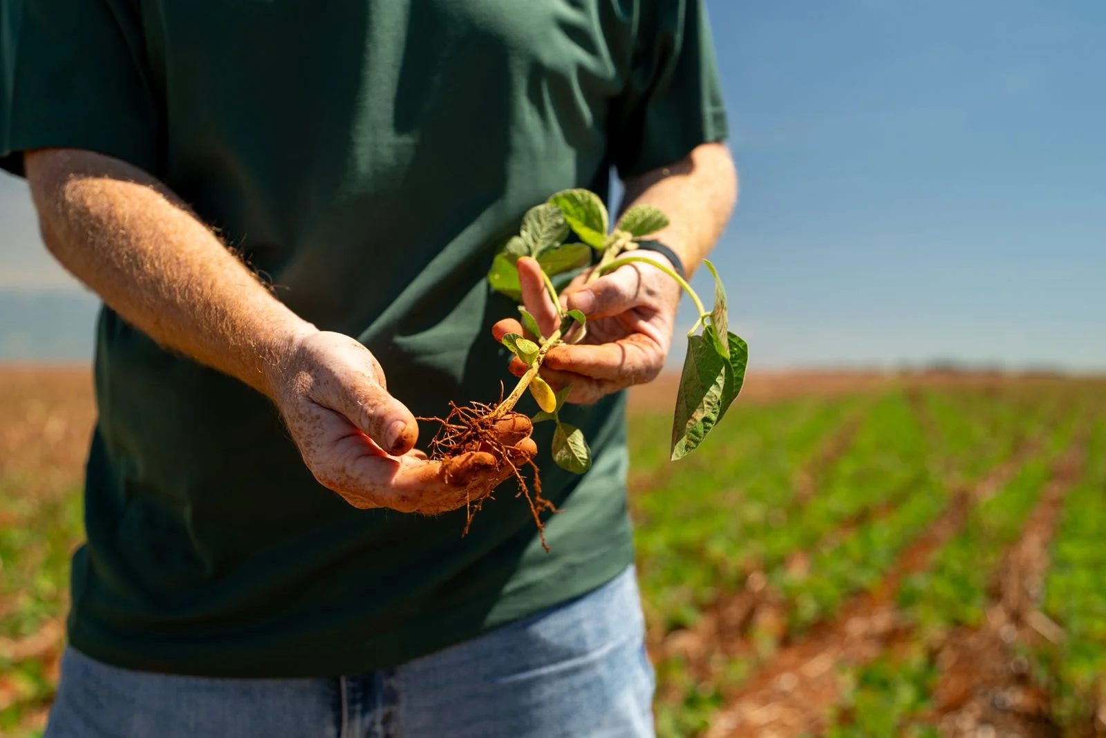 Plantio de soja se estende e irregularidade das chuvas preocupa produtores