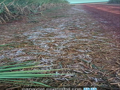 Campo Novo Do Parecis: Zona rural registra geada e estação meteorológica em fazenda marca 1ºC