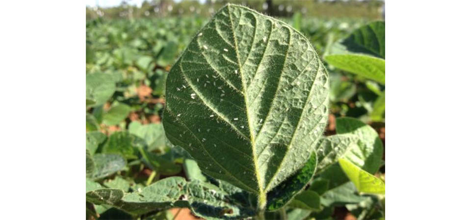 Favorecida pelos efeitos do El Niño presença de mosca branca na soja preocupa