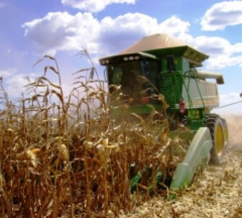 Leilões auxiliaram na comercialização de milho em Mato Grosso