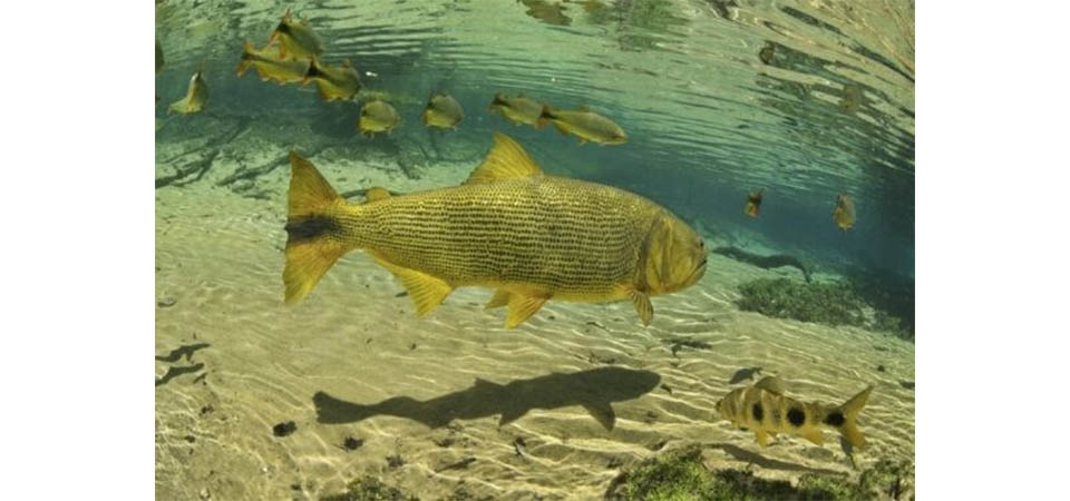 Transporte Zero será um marco e vai preparar os pescadores para uma nova realidade