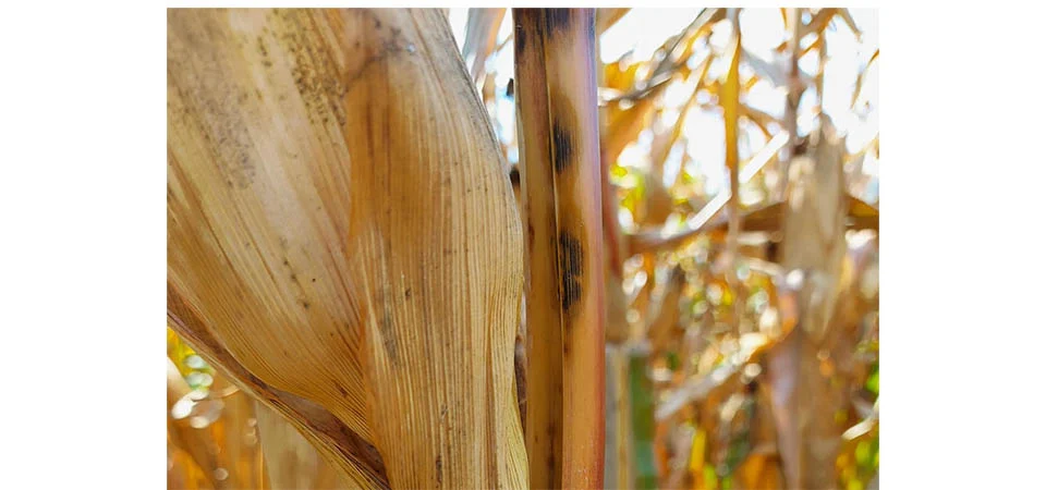 Antracnose do milho pode ter origem mesoamericana e se espalhou com ajuda humana