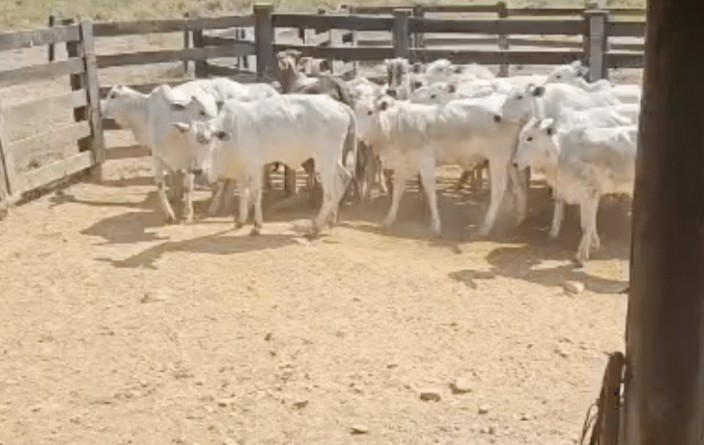 Polícia Civil recupera nove novilhas furtadas de propriedade rural