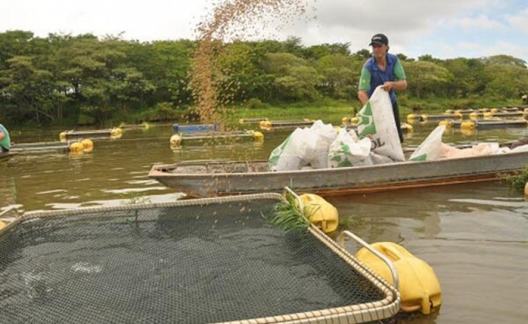 Produtores pedem ao Governo Federal redução da carga tributária sobre ração