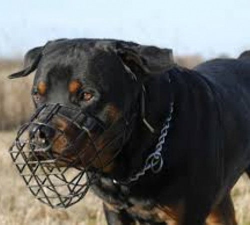 Bebê de 27 dias morre depois de ser atacada por cão da família