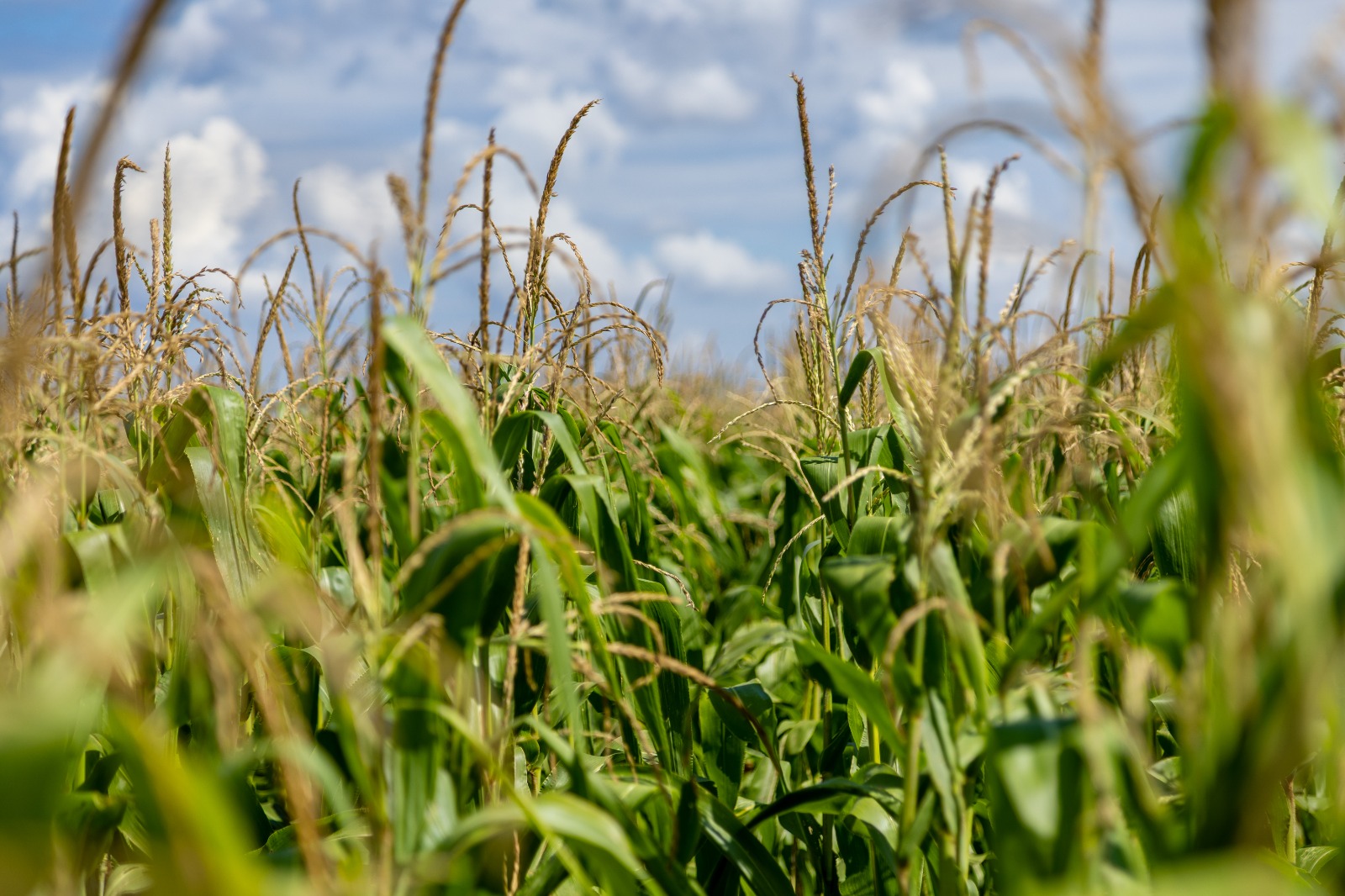 Aprosoja MT destaca papel do milho no fortalecimento da economia em Mato Grosso