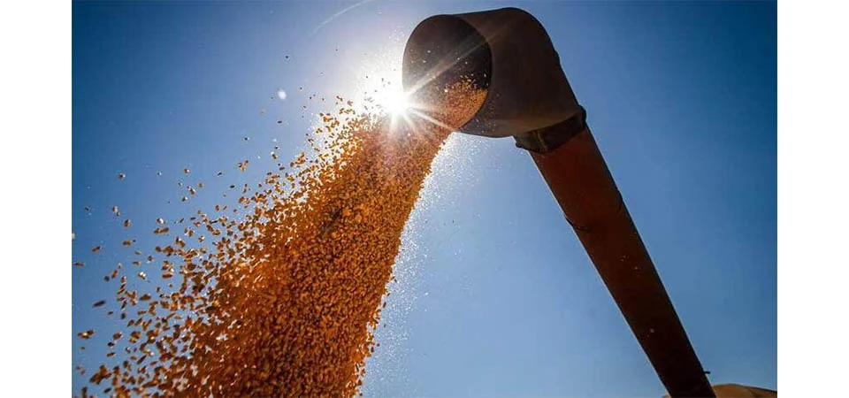 Milho disponível em Mato Grosso começa ano sendo negociado a R$ 47, diz IMEA