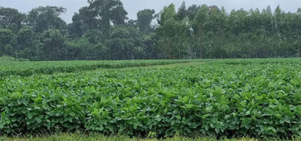 Plantio da soja está praticamente concluído nas principais regiões produtoras