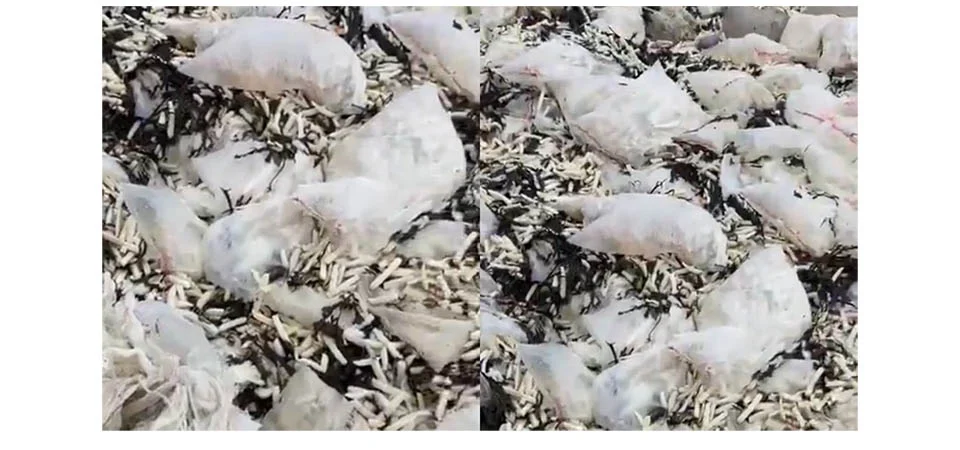 Praia na Inglaterra fica coberta de batatas fritas e cebolas