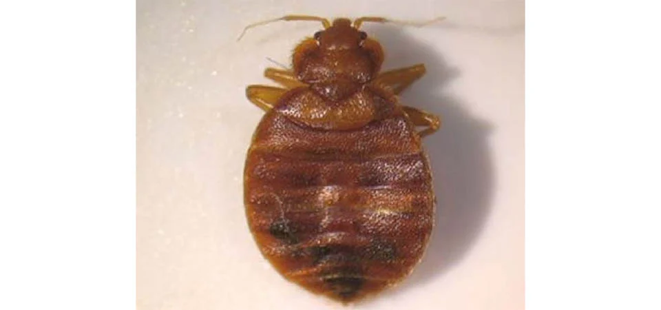 Como percevejos se tornaram aliados da polícia da Malásia em investigações criminais