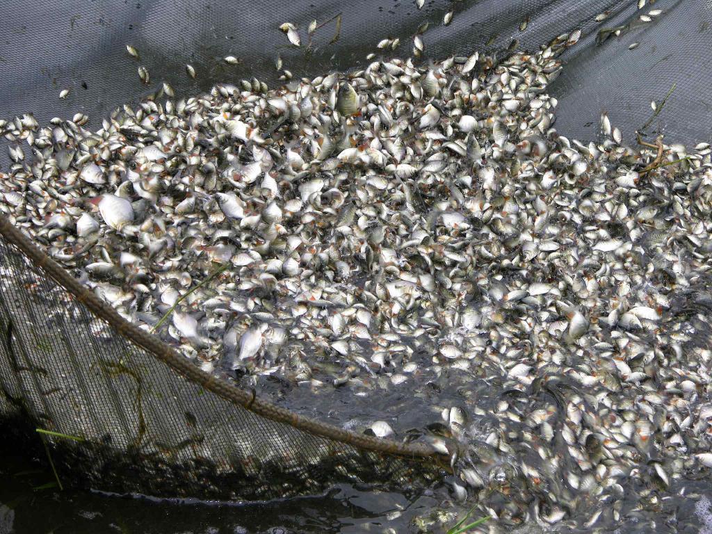 Empaer vai comercializar alevinos de tambacu e tambatinga para criação em cativeiro