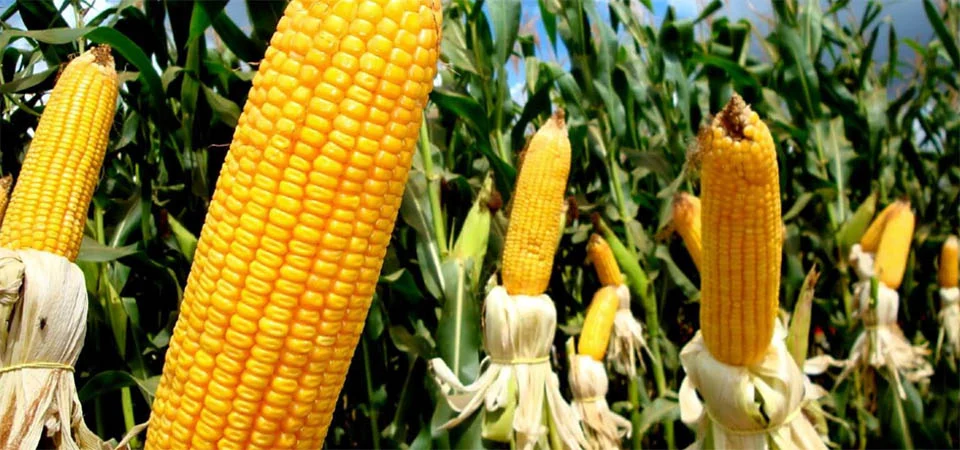 Produtividade do milho segue boa tendência em MT, RO e MATOPIBAPA, aponta CONAB