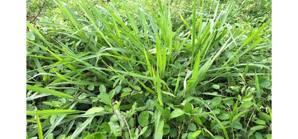Novo bioinsumo desenvolvido pela Embrapa promete revolucionar o manejo de pastagens no Brasil