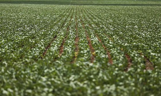 Custeios da soja e do milho na safra 2026/27 sobem em Mato Grosso