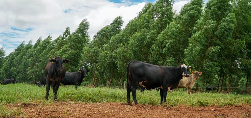 MT implementa programa pioneiro para tornar produção de carne mais sustentável