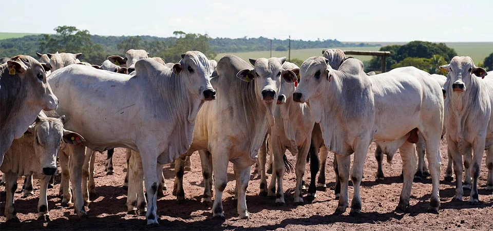 Confinamento bate recorde em MT; Imea projeta 928,7 mil cabeças em 2025