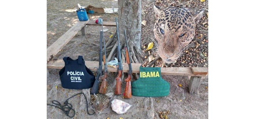 Onça abocanha cão em chácara e desaparece em meio à mata