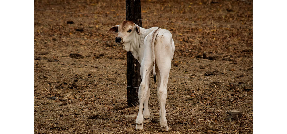 Indea prorroga prazo de vacinação obrigatória contra brucelose