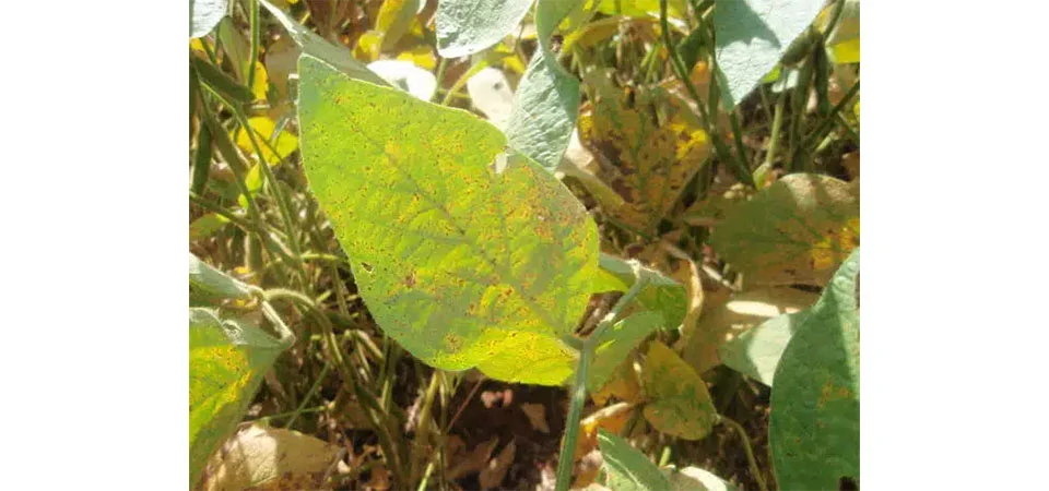 Com surgimento de primeiros casos, ferrugem asiática exige atenção redobrada dos produtores de soja