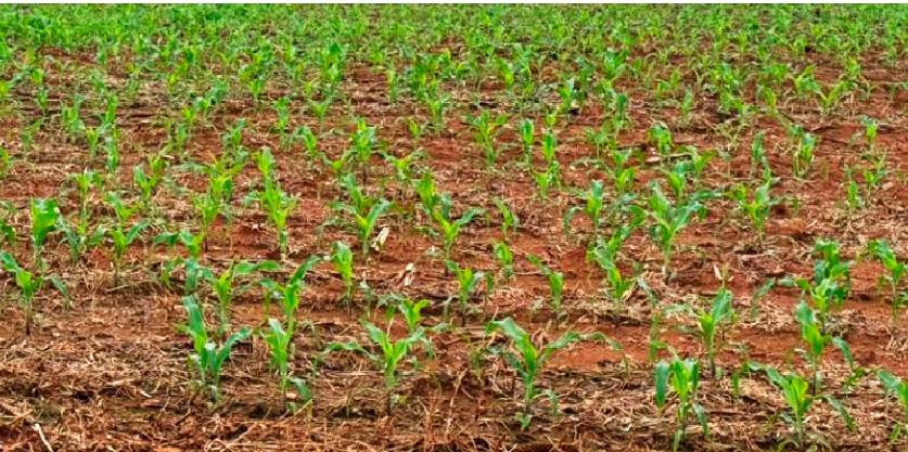 Produtividades da área de milho para safra 2026/27 em Mato Grosso cai 8%, prevê IMEA