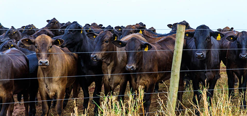 Mato Grosso avança nas metas do Plano ABC+ e amplia práticas sustentáveis no campo