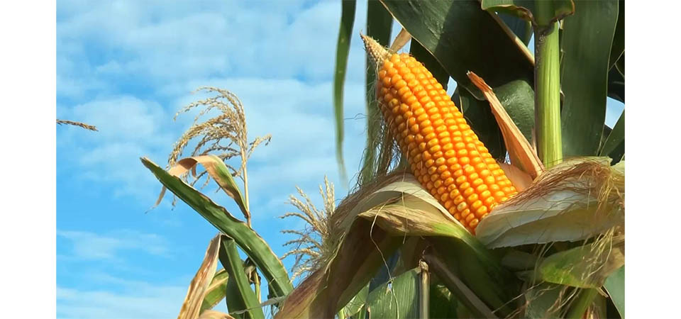 Farelo e óleo de milho passam a ter o mesmo tratamento tributário da soja