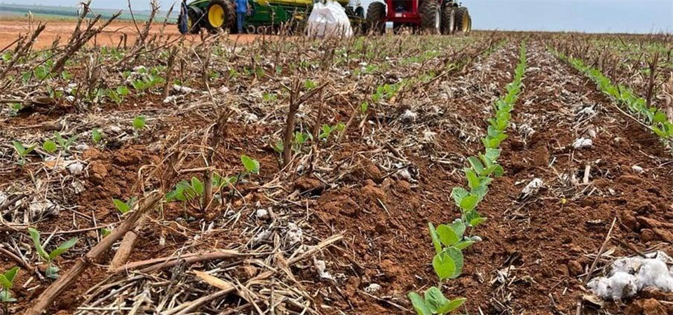 Ministério libera plantio de soja em fevereiro em MT
