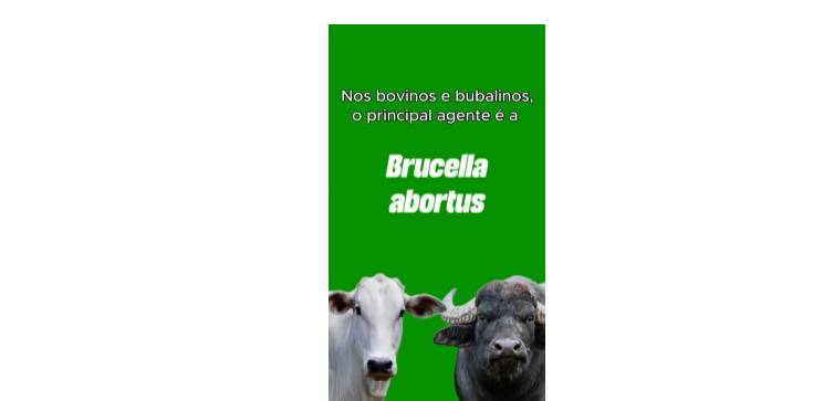 INDEA orienta pecuaristas para os cuidados com a brucelose. Vídeo