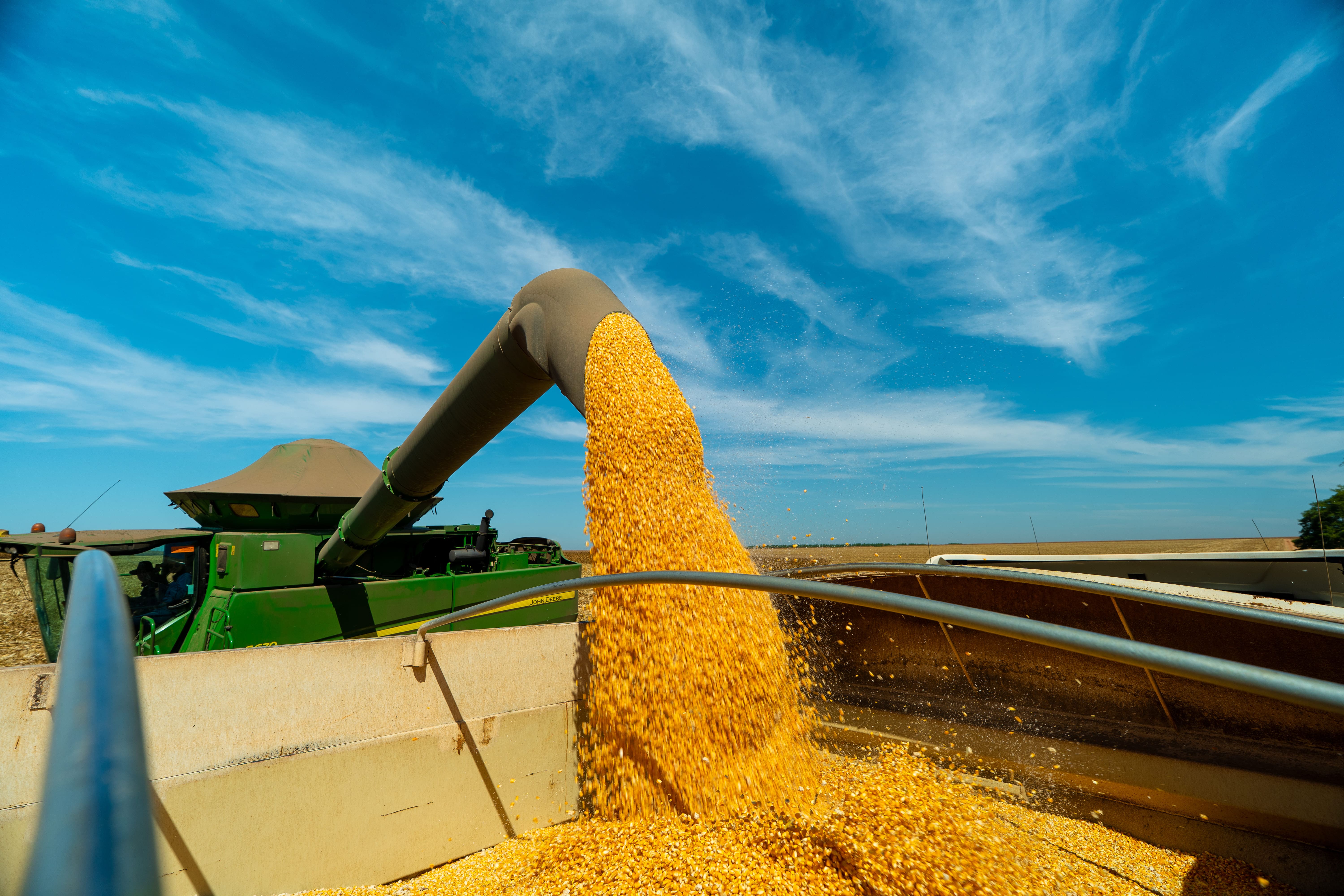 Milho deixa de ser complemento de renda e se torna potência econômica em Mato Grosso