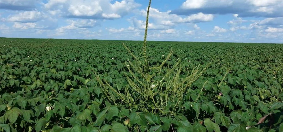 Indea apresenta resultados dos dez anos do ‘Programa de Erradicação de Amaranthus palmeri’ ao Mapa