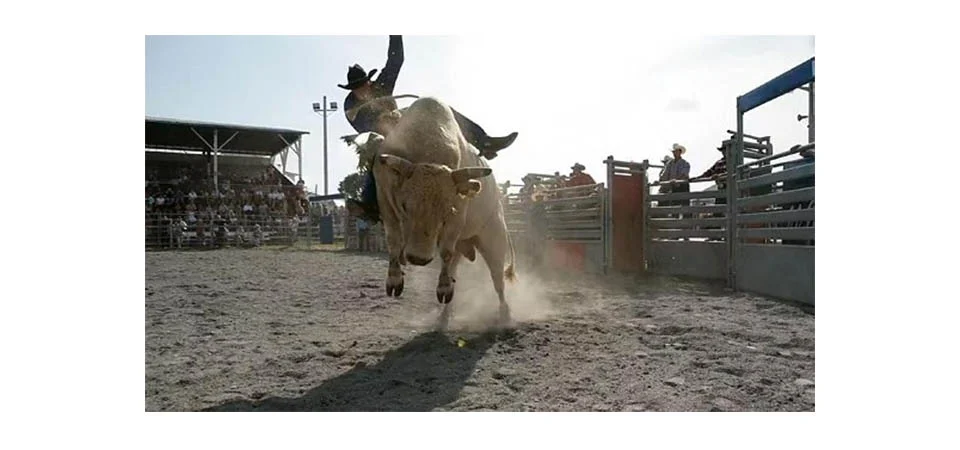 Por que o touro pula no rodeio? Entenda o comportamento