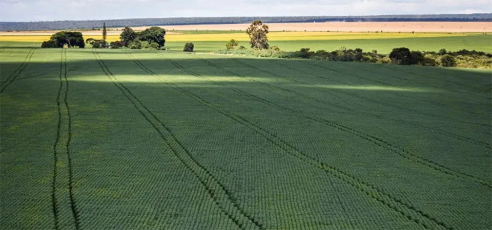 Em menos de quatro décadas, área destinada à soja cresce nove vezes