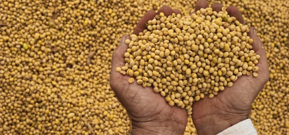 Redução na importação de fertilizantes em MT mostra o impacto na realidade do produtor rural