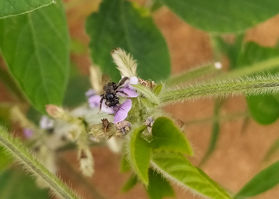 Pesquisa indica 27 novos registros de abelhas nativas na cultura da soja