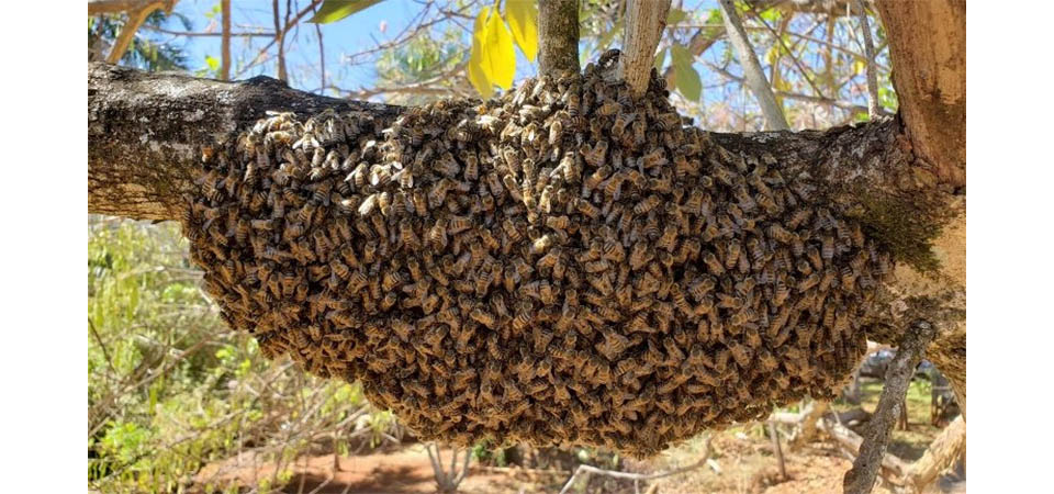 Trabalhador é Atacado Por Enxame De Abelhas E Morre - ITA Notícias